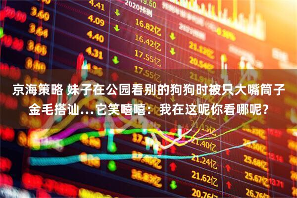 京海策略 妹子在公园看别的狗狗时被只大嘴筒子金毛搭讪…它笑嘻嘻：我在这呢你看哪呢？
